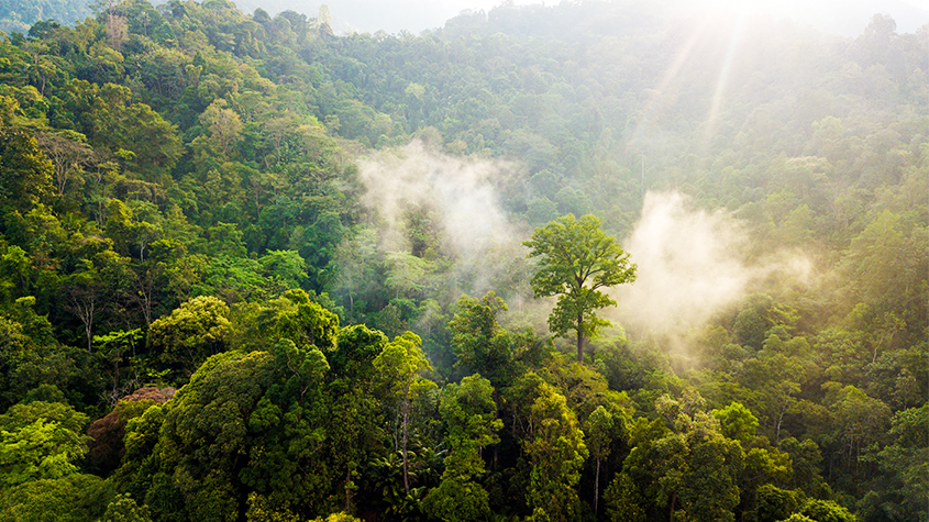 protéger la forêt écologie